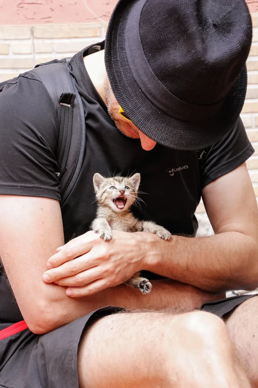 14 Sinais de que Seu Gato Pode Estar com Dor e Como Ter Certeza