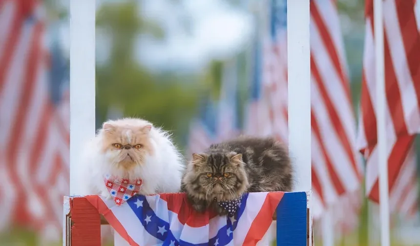 14 Sinais de que Seu Gato Pode Estar com Dor e Como Ter Certeza