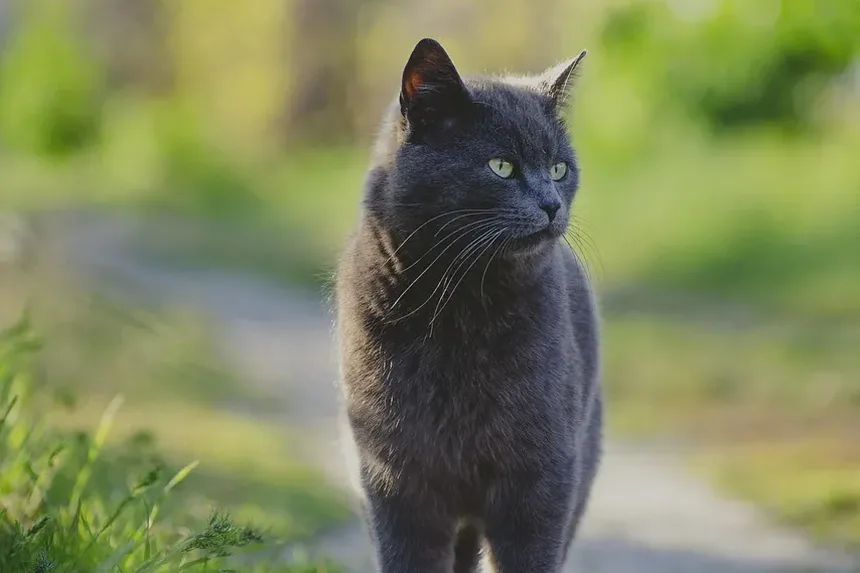 14 Sinais de que Seu Gato Pode Estar com Dor e Como Ter Certeza