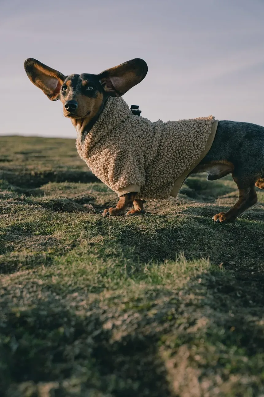 Alimentação Ideal para Cães Idosos: Guia Completo