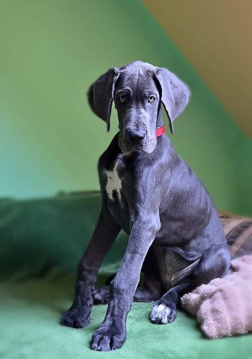 Alimentação Ideal para Cães Idosos: Guia Completo