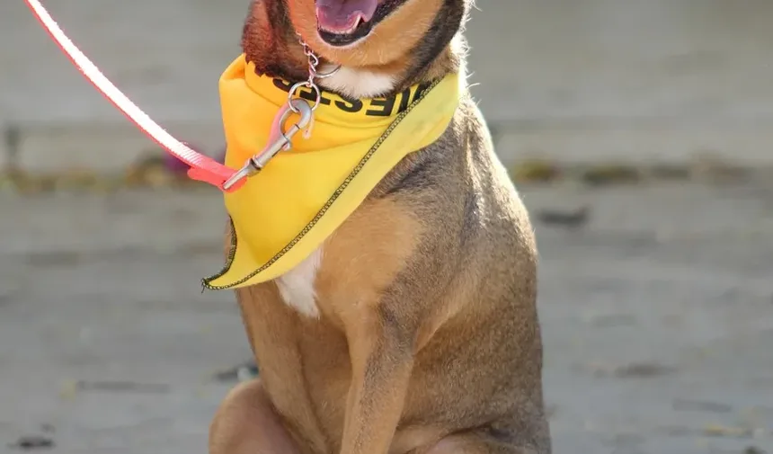 Alimentação Ideal para Cães Idosos: Guia Completo