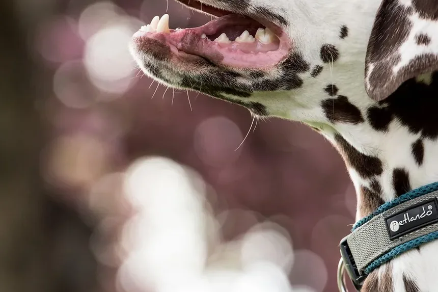Alimentação Ideal para Cães Idosos: Guia Completo