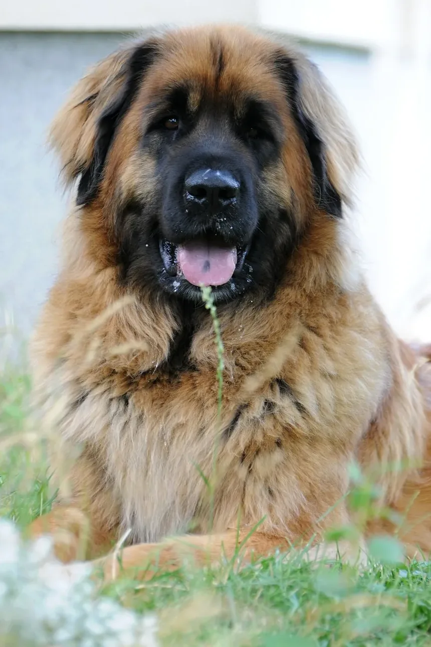 Cisaprida para Animais de Estimação: Tudo o Que Você Precisa Saber