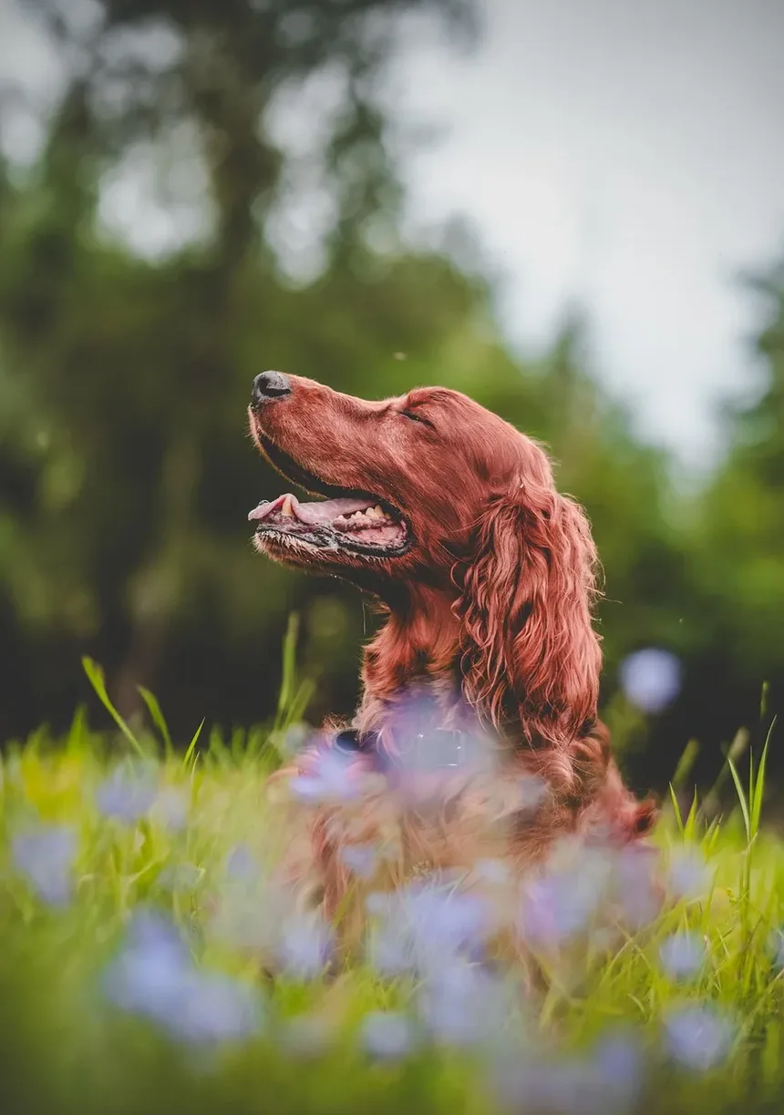 Cisaprida para Animais de Estimação: Tudo o Que Você Precisa Saber