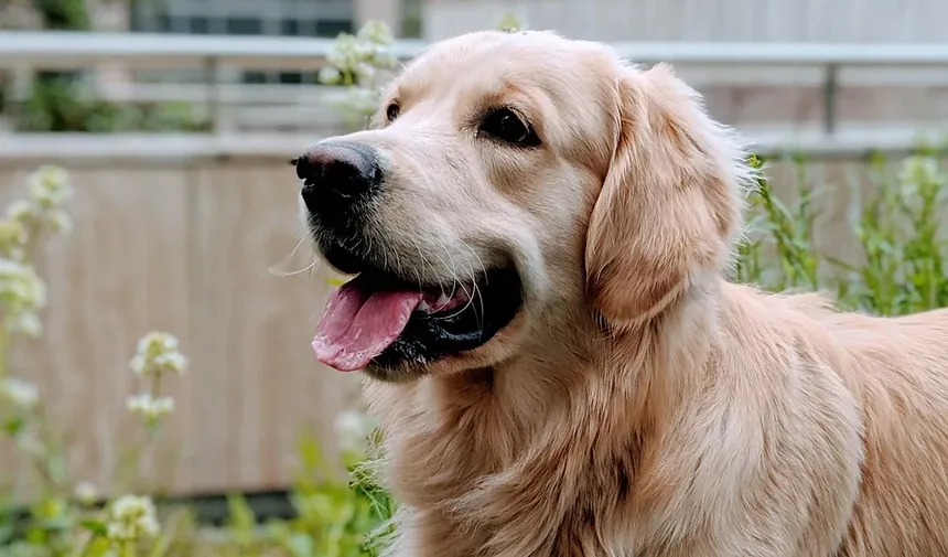 Cisaprida para Animais de Estimação: Tudo o Que Você Precisa Saber