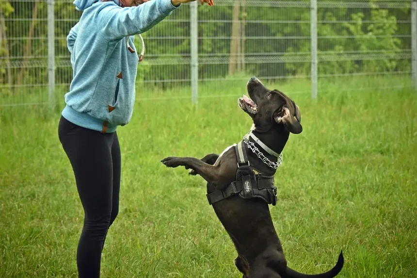 Cisaprida para Animais de Estimação: Tudo o Que Você Precisa Saber