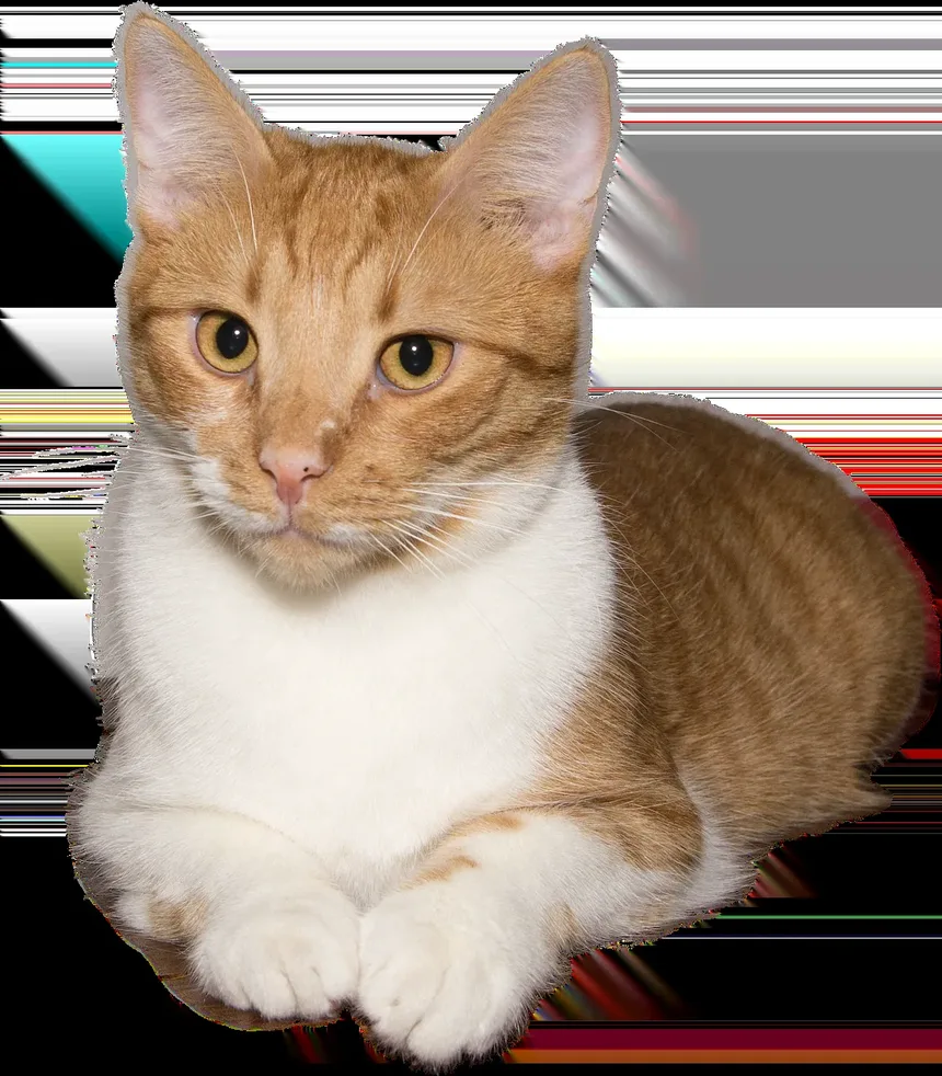 Como Saber se o Meu Gato Está com Dor: Sinais e o Que Fazer