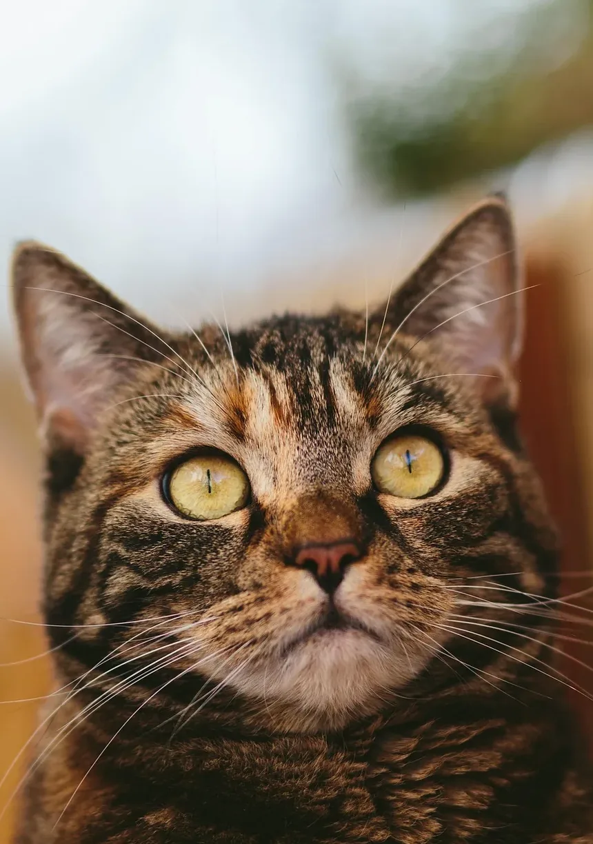 Como Saber se o Meu Gato Está com Dor: Sinais e o Que Fazer