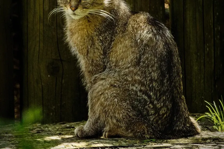 Como Saber se o Meu Gato Está com Dor: Sinais e o Que Fazer