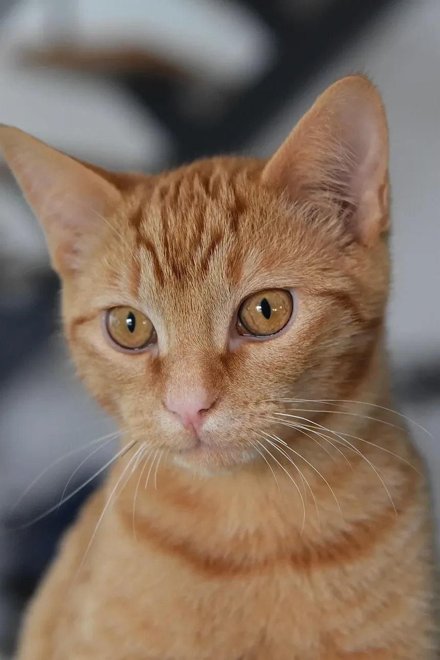 Os Gatos Têm Umbigos? Descubra Esta Curiosidade Felina!