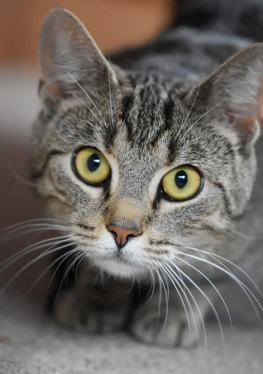 Os Gatos Têm Umbigos? Descubra Esta Curiosidade Felina!
