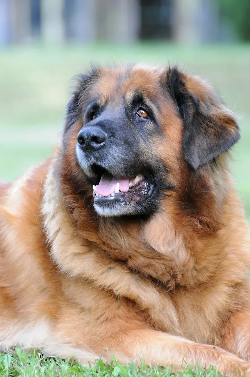 Guia de Alimentação e Nutrição para Cães Mais Velhos e Idosos