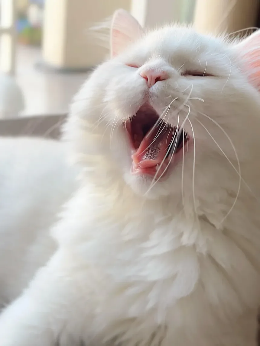 Como Saber se Meu Gato Está com Dor?