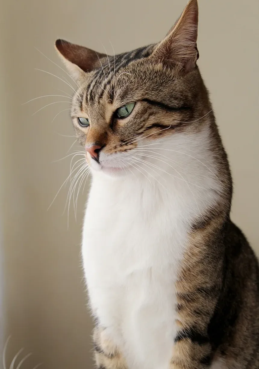 Como Saber se Meu Gato Está com Dor?