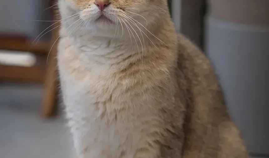 Como Saber se Meu Gato Está com Dor?