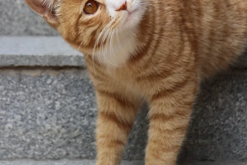 Como Saber se Meu Gato Está com Dor?