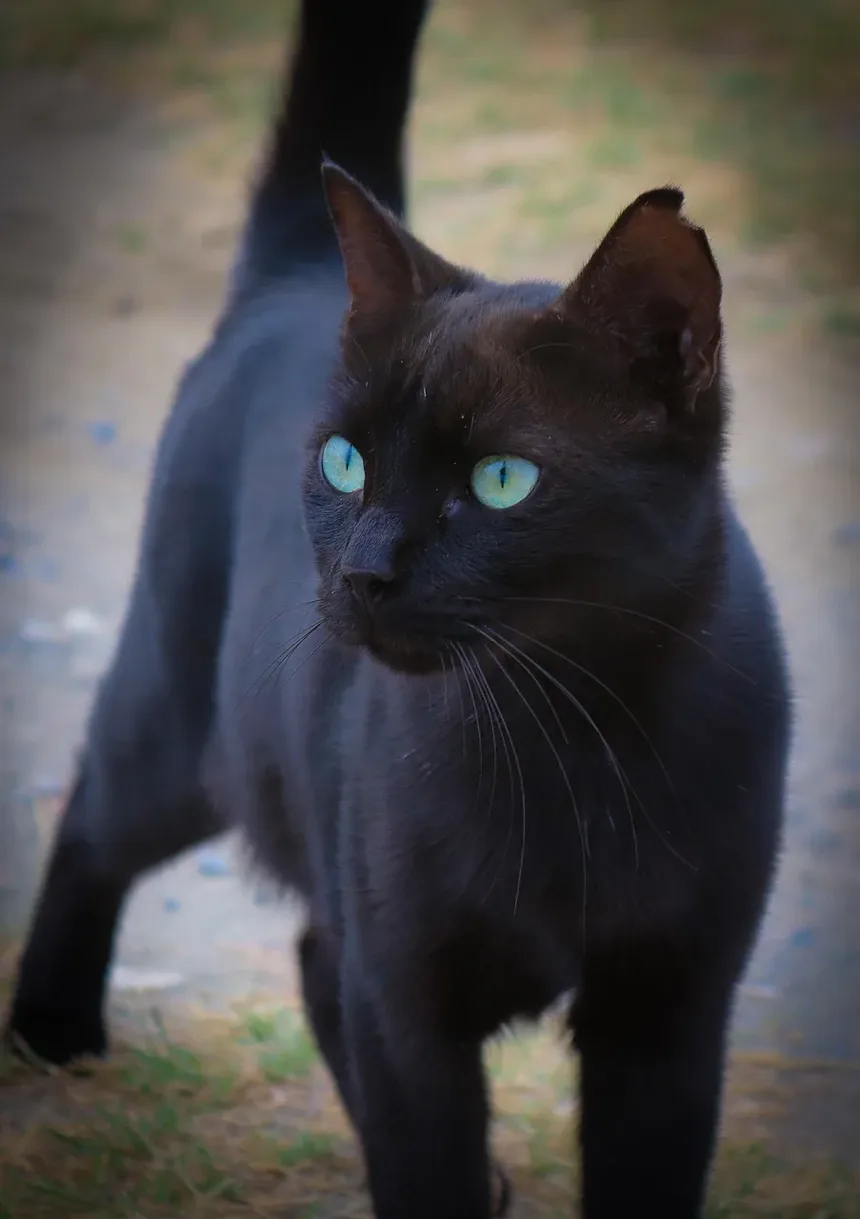 Quanto Tempo Devo Brincar com Meu Gato por Dia? Descubra Agora!