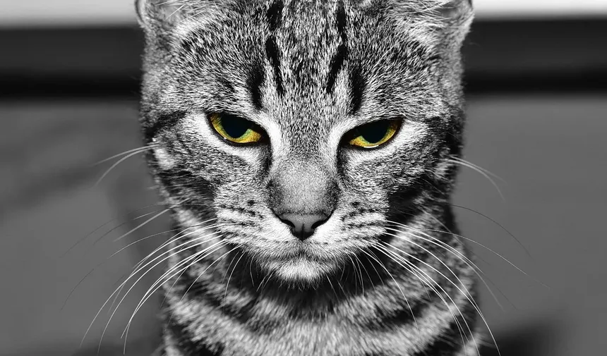 Quanto Tempo Devo Brincar com Meu Gato por Dia? Descubra Agora!