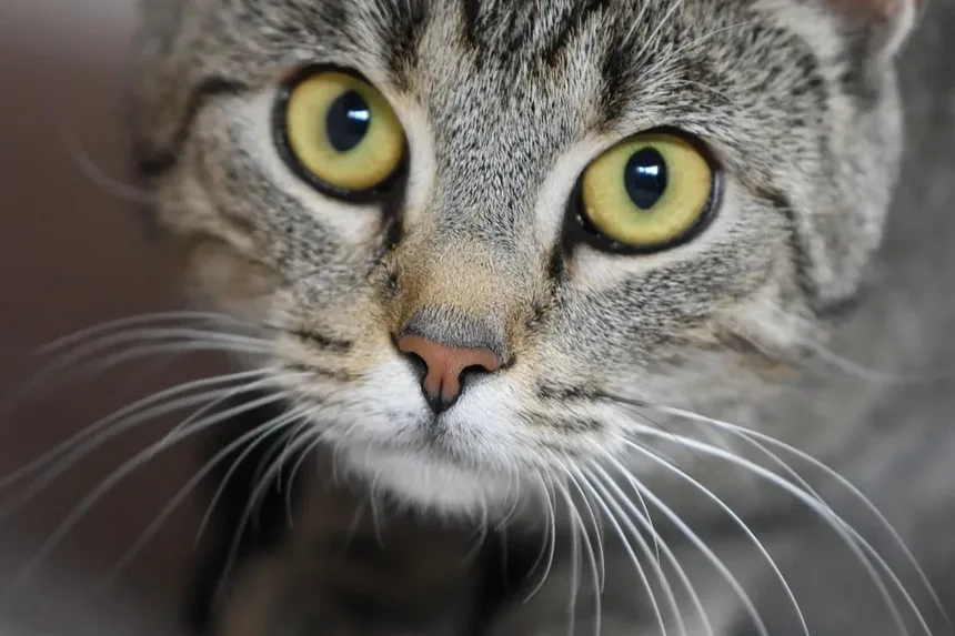 Quanto Tempo Devo Brincar com Meu Gato por Dia? Descubra Agora!