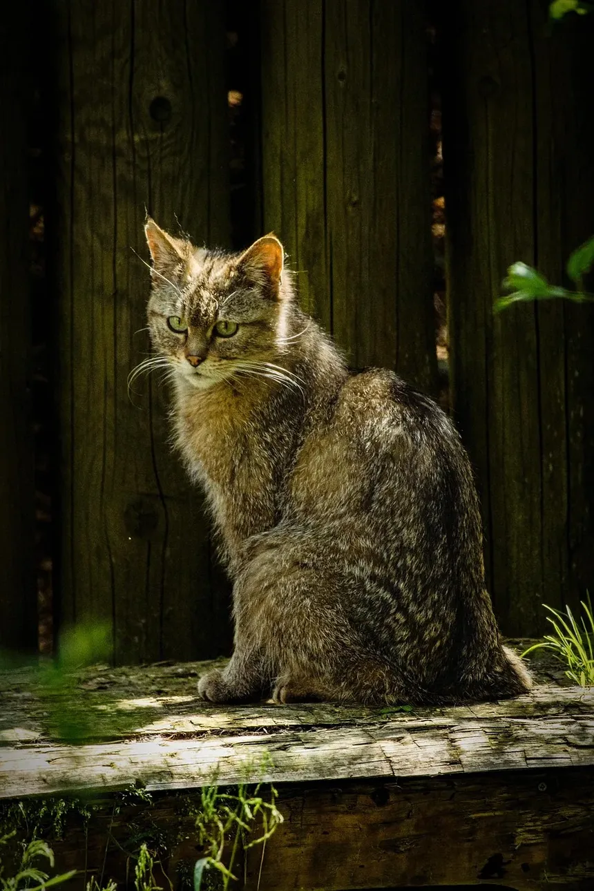 Como Dar Banho no Seu Gato Sem Sofrimento: Guia Completo para Donos