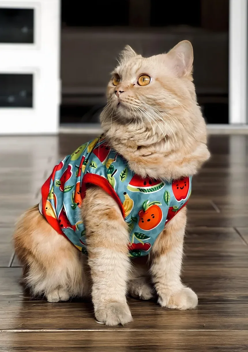 Como Dar Banho no Seu Gato Sem Sofrimento: Guia Completo para Donos