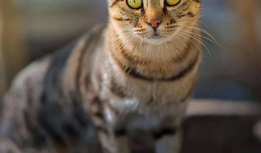 Como Dar Banho no Seu Gato Sem Sofrimento: Guia Completo para Donos