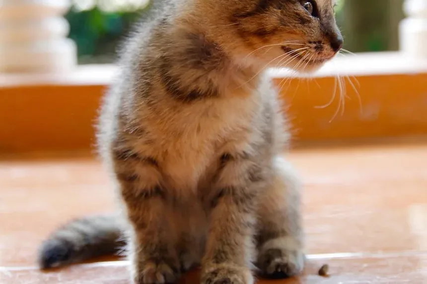 Como Dar Banho no Seu Gato Sem Sofrimento: Guia Completo para Donos