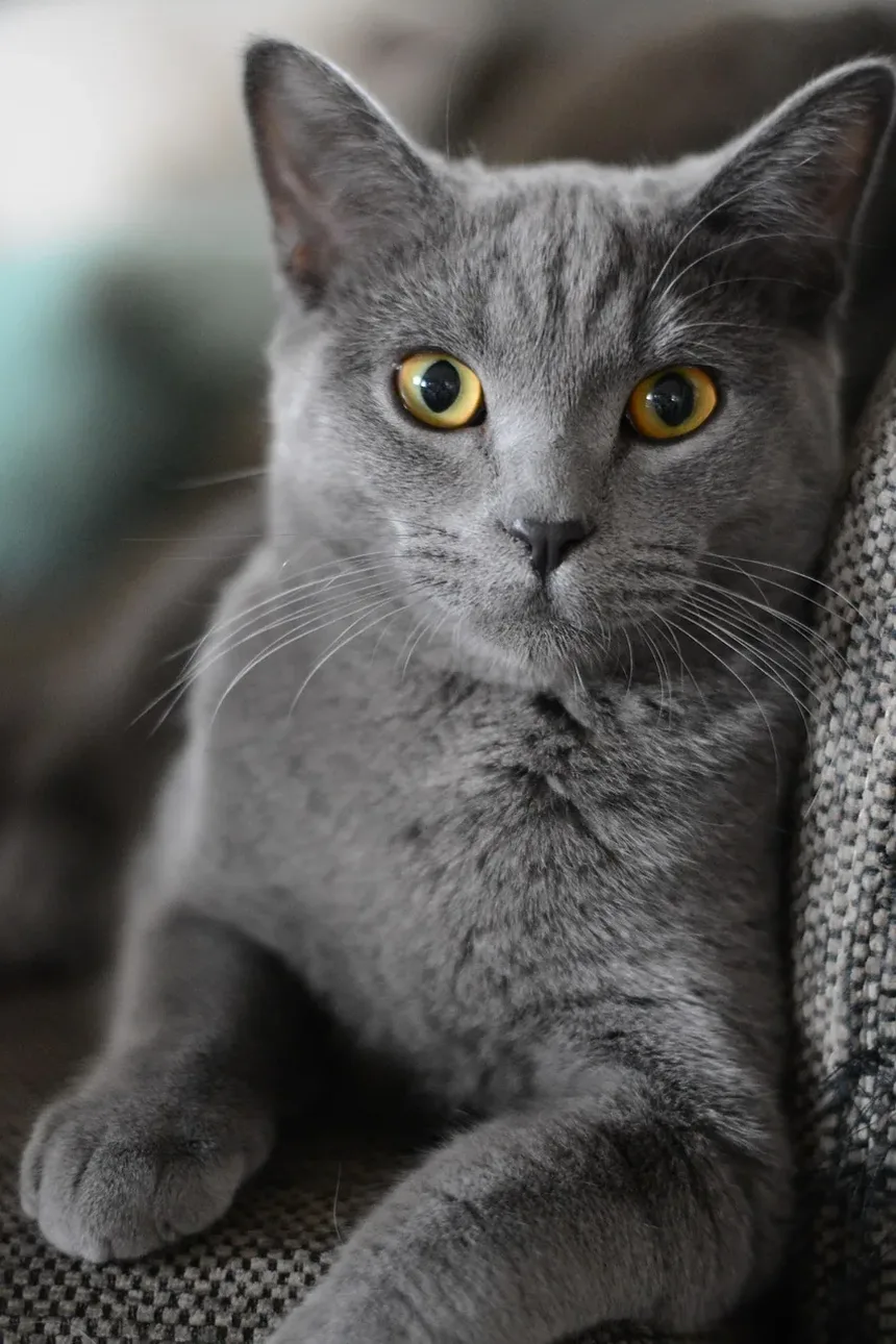 Como Identificar se o Seu Gato Está com Dor