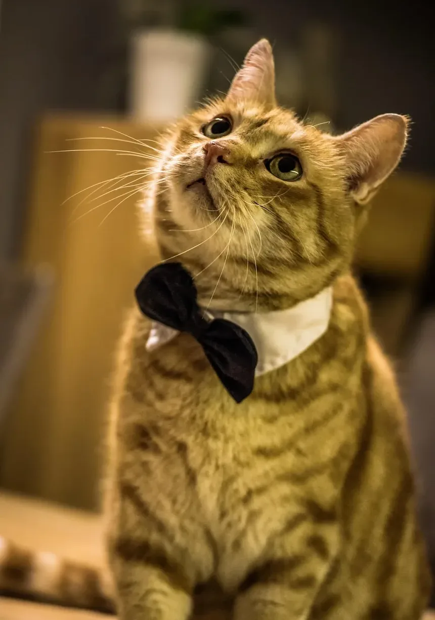 Como Identificar se o Seu Gato Está com Dor
