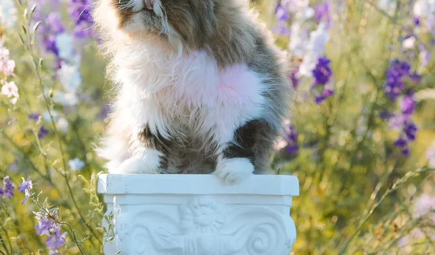 Como Identificar se o Seu Gato Está com Dor
