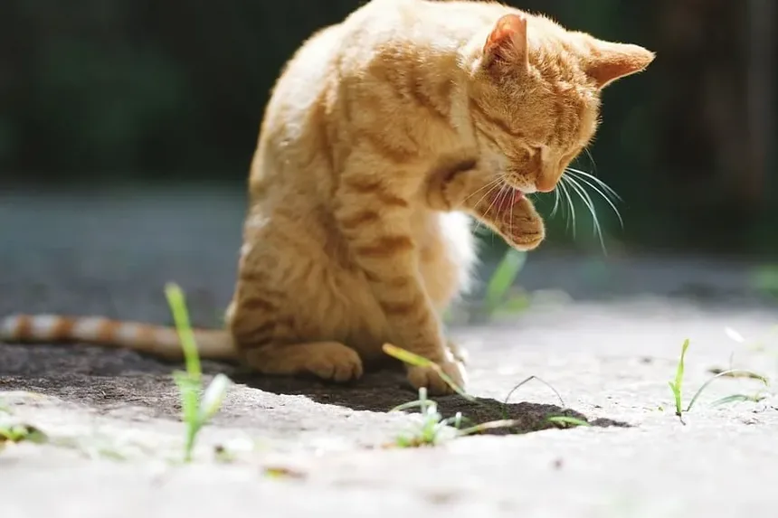 Como Identificar se o Seu Gato Está com Dor
