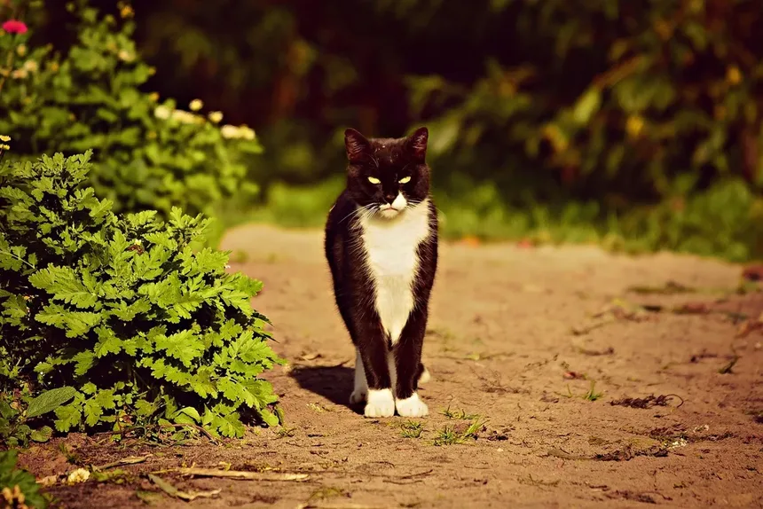 Como Saber Se Seu Gato Está com Dor – e Por Que Isso Importa Mais do Que Você Pensa