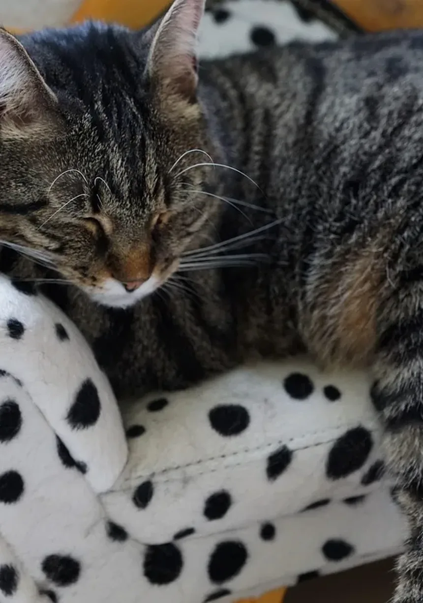 Como Saber Se Seu Gato Está com Dor – e Por Que Isso Importa Mais do Que Você Pensa