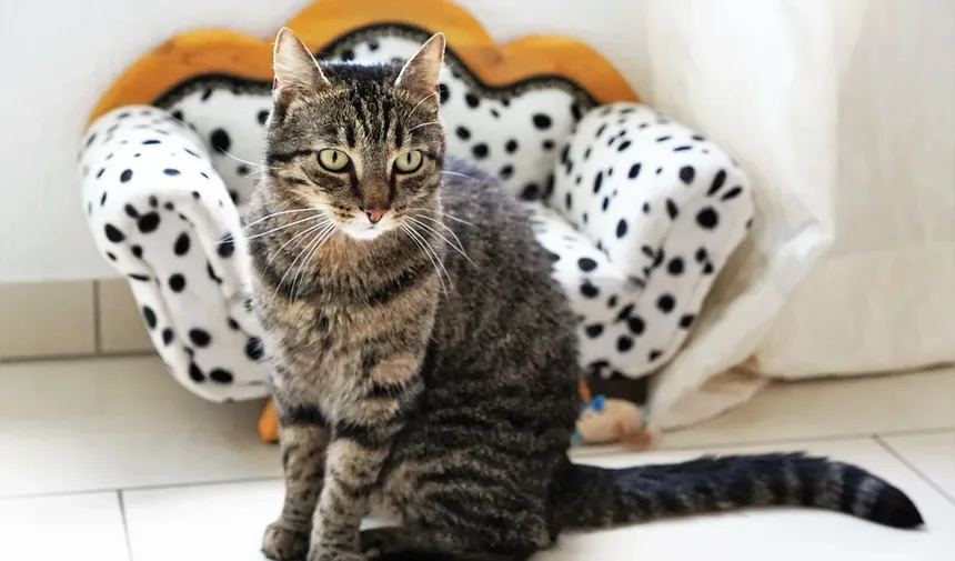 Como Saber Se Seu Gato Está com Dor – e Por Que Isso Importa Mais do Que Você Pensa