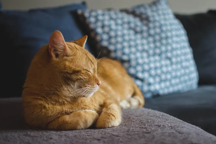 Como Saber Se Seu Gato Está com Dor – e Por Que Isso Importa Mais do Que Você Pensa