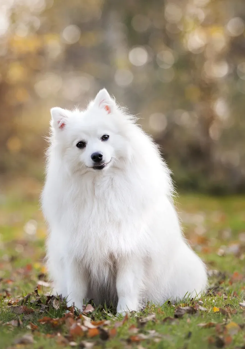 Como Viajar com Seu Cachorro com Segurança: Guia Completo para Donos de Animais de Estimação