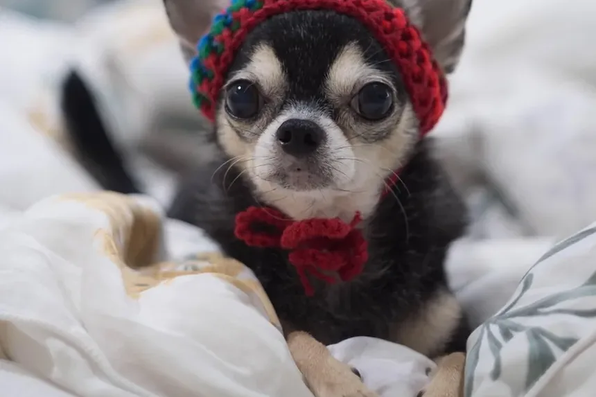 Como Viajar com Seu Cachorro com Segurança: Guia Completo para Donos de Animais de Estimação