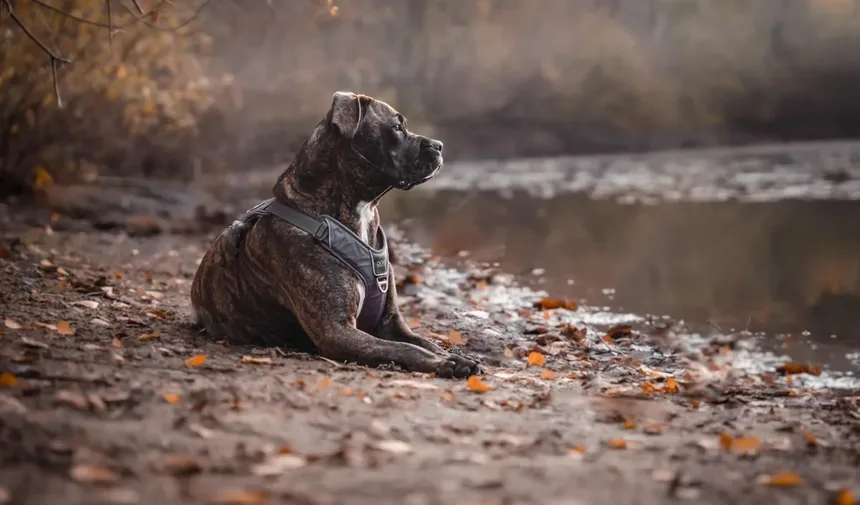Como Entreter Seu Cavalo no Estábulo: 6 Dicas Infalíveis