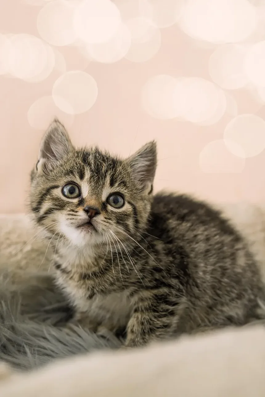 Como Proteger Seu Gato dos Perigos das Carrapatos: Guia Completo