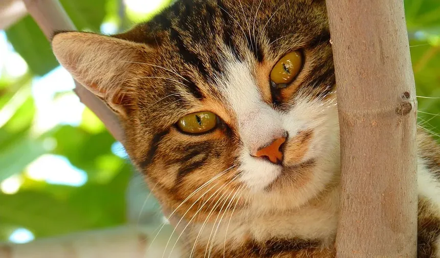 Como Proteger Seu Gato dos Perigos das Carrapatos: Guia Completo