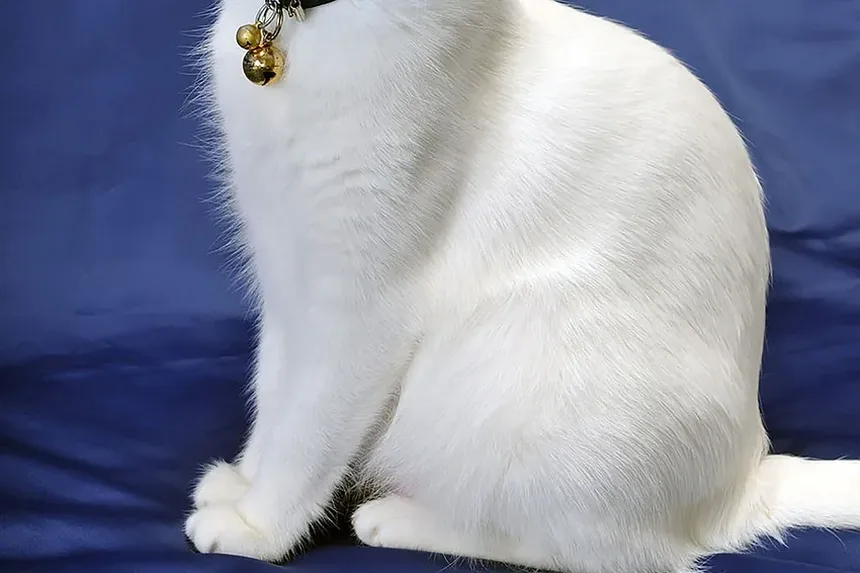 Como Proteger Seu Gato dos Perigos das Carrapatos: Guia Completo