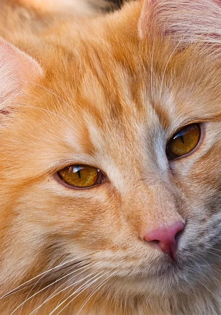 Como Entender a Linguagem Corporal do Seu Gato: 7 Sinais que Você Não Pode Ignorar