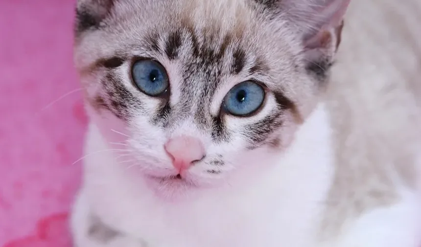 Seu Gato Está com Dor? Sinais Sutis que Você Pode Estar Perdendo
