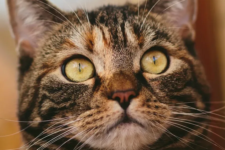 Seu Gato Está com Dor? Sinais Sutis que Você Pode Estar Perdendo