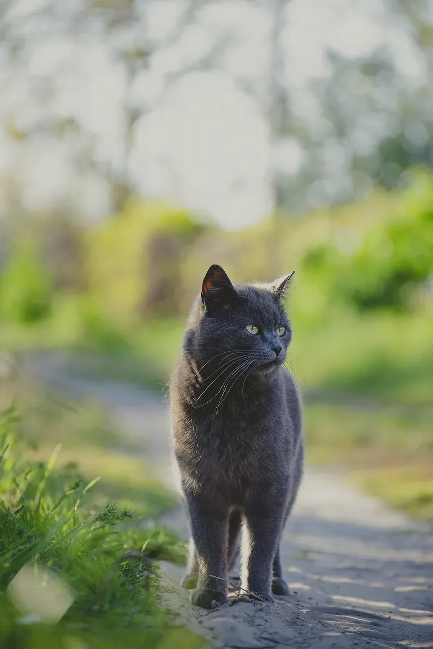 Cronograma de Vacinação para Gatinhos: Guia Essencial para Novos Donos