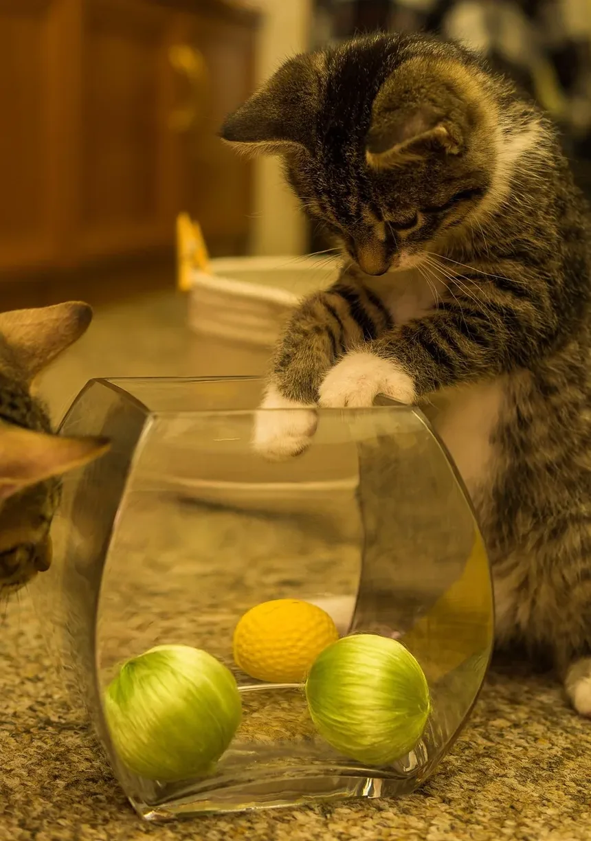 Cronograma de Vacinação para Gatinhos: Guia Essencial para Novos Donos