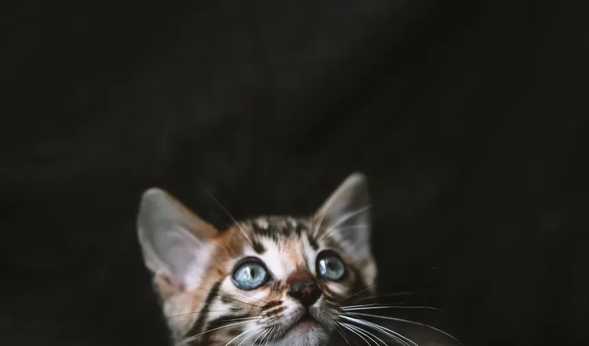 Cronograma de Vacinação para Gatinhos: Guia Essencial para Novos Donos