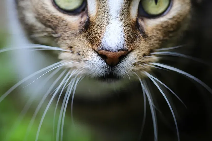 Cronograma de Vacinação para Gatinhos: Guia Essencial para Novos Donos