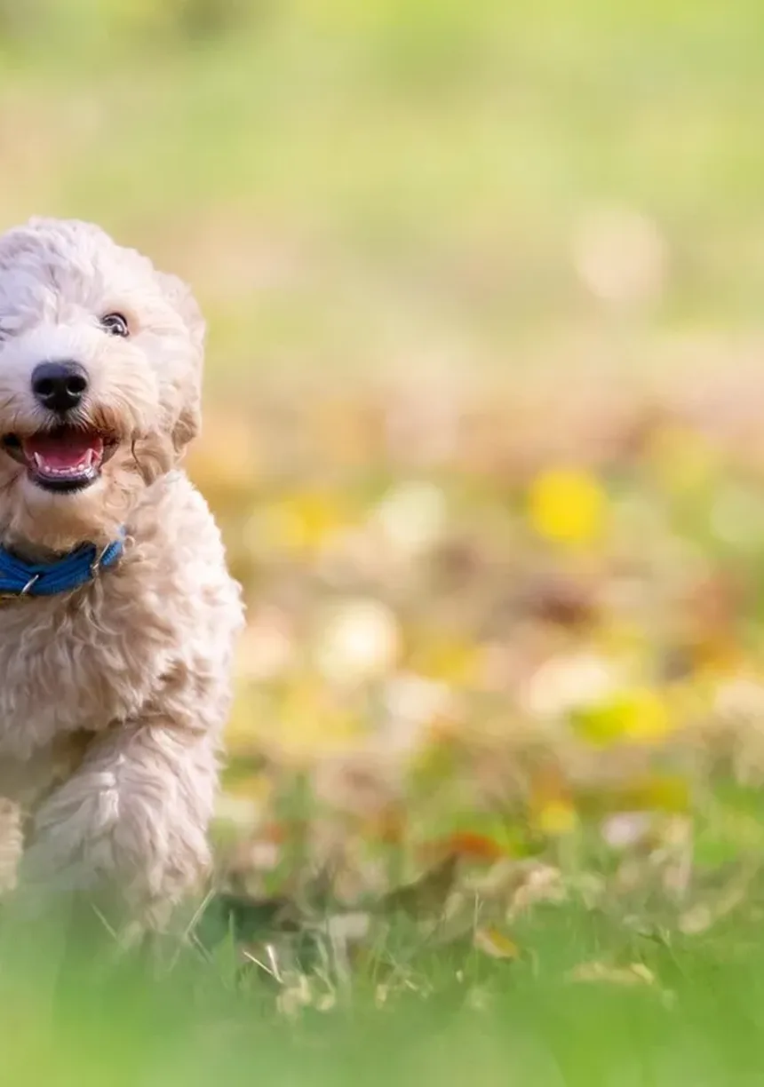 Maloclusão em Coelhos: Como Identificar e Tratar Dentes Crescidos em Excesso
